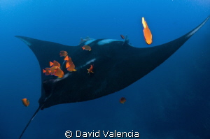 Manta at a cleaning station surrounded by clarion angelfi... by David Valencia 